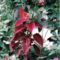 Foto de Cachueira