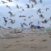 Foto de COSTA DA CAPARICA