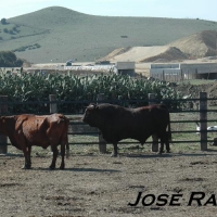 Foto de Vejer de la Frontera