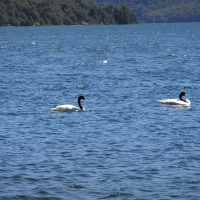 Foto de Lago Paimún