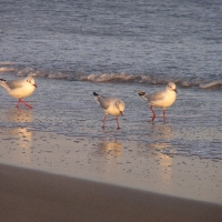 Foto de Playa Unión