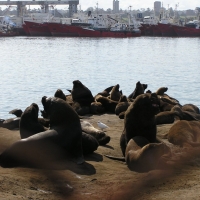 Foto de Mar del Plata