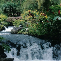 Foto de Monteverde