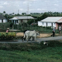 Foto de Barrigonas