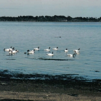 Foto de Ancud-Chiloe
