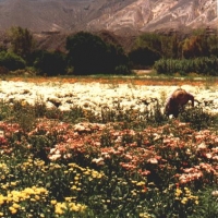 Foto de Jujuy, Maimara