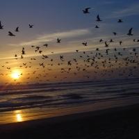 Foto de COSTA DA CAPARICA