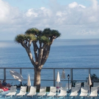 Foto de Puerto de la Cruz - Tenerife