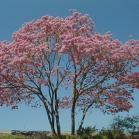 Foto de Yacuiba