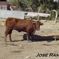 Foto de Vejer de la Frontera