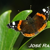 Foto de Jerez  de la Frontera