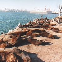 Foto de Mar del Plata