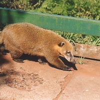 Foto de P.Nacional de Iguazú