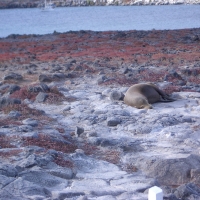 Foto de Galapagos