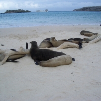 Foto de Galapagos
