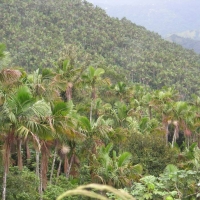 Foto de Jayuya