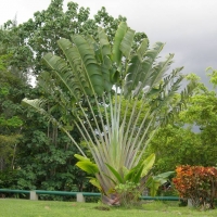 Foto de Arecibo