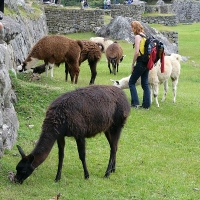 Foto de cusco