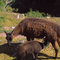 Foto de cusco