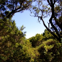 Foto de La Gomera