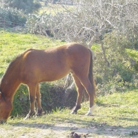 Foto de Alcalá de los Gazules