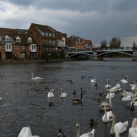 Foto de WINDSOR