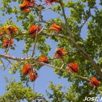 Foto de Jerez de la Frontera