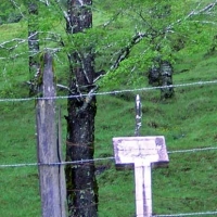 Foto de Panguipulli