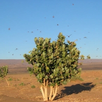 Foto de LAGO IRIKI