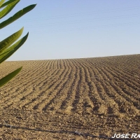 Foto de Jerez  de la Frontera