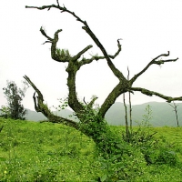 Foto de Lomas de Lachay