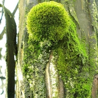 Foto de Lomas de Lachay