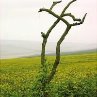 Foto de Lomas de Lachay