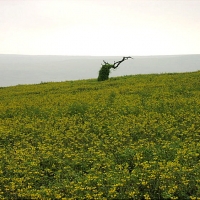 Foto de Lomas de Lachay