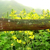 Foto de Lomas de Lachay