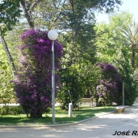 Foto de Jerez  de la Frontera