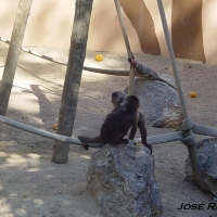 Foto de Jerez  de la Frontera