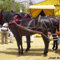 Foto de Jerez  de la Frontera