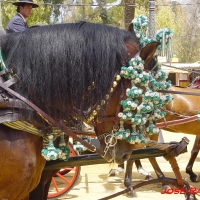 Foto de Jerez  de la Frontera