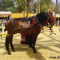 Foto de Jerez  de la Frontera