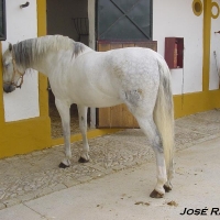 Foto de Jerez  de la Frontera