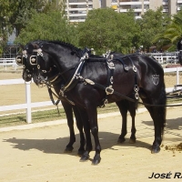 Foto de Jerez  de la Frontera