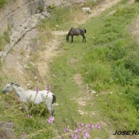 Foto de Setenil de las Bodegas