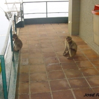 Foto de Gibraltar