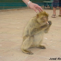 Foto de Gibraltar