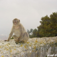 Foto de Gibraltar