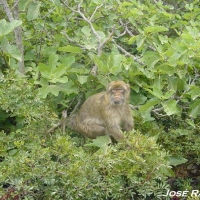 Foto de Gibraltar