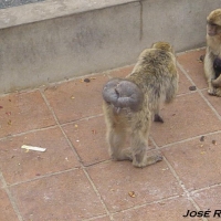 Foto de Gibraltar