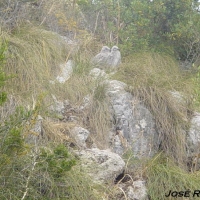 Foto de Gibraltar
