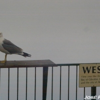 Foto de Gibraltar